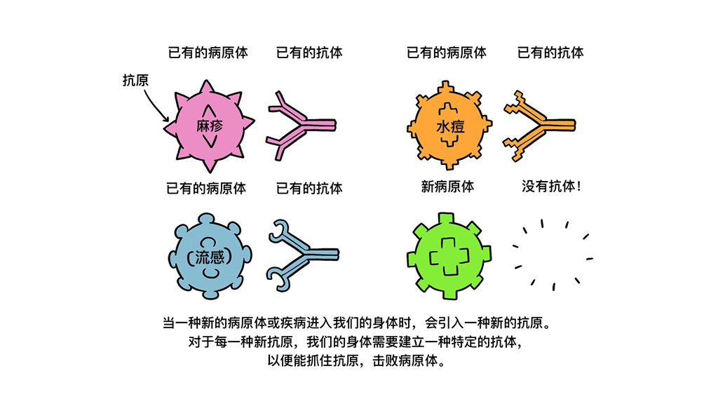 Vaccines Antibody illustration 01_29 Oct